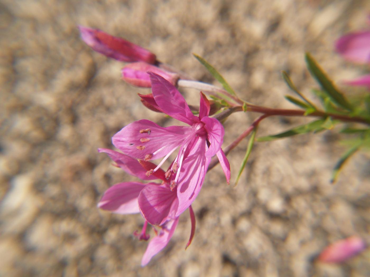 Willow-herb, [Rosemary-leaved] flower